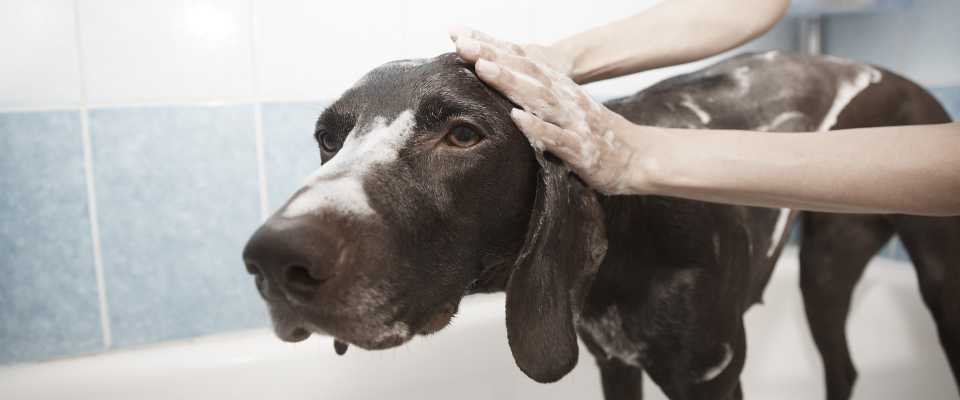4 sprawdzone sposoby na pozbycie się nieprzyjemnego zapachu psa w domu