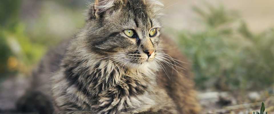Dlaczego Kot Załatwia się Poza Kuwetą? Jak temu Zapobiec?
