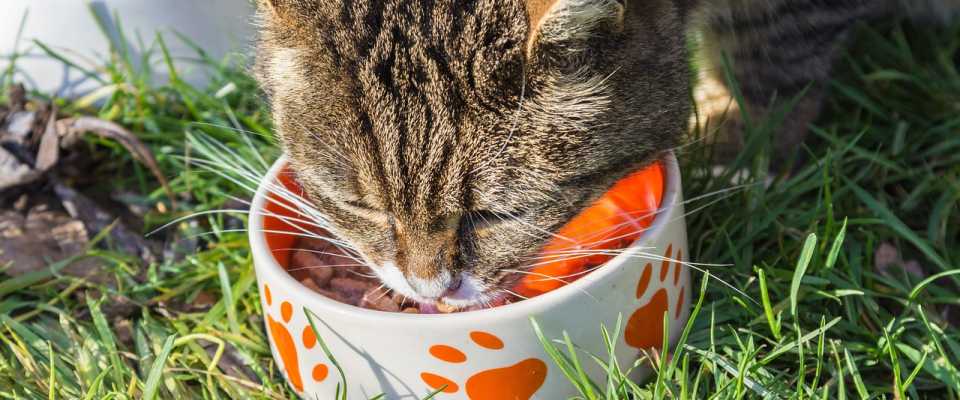 Co lubią jeść koty? A czego nie znoszą?