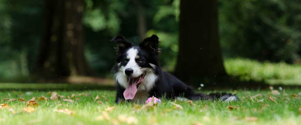 Udar Cieplny u Psa: Jak Zapobiec, Objawy i Leczenie