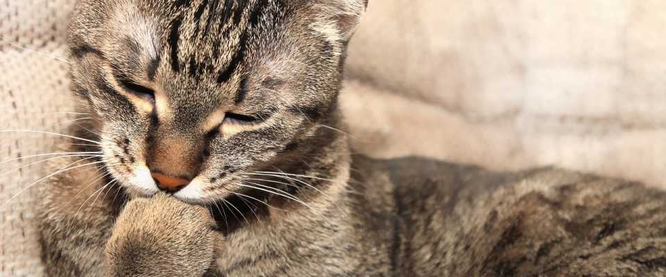 Kule Włosowe u Kotów, czyli Zakłaczenie: co to jest? Objawy i Leczenie