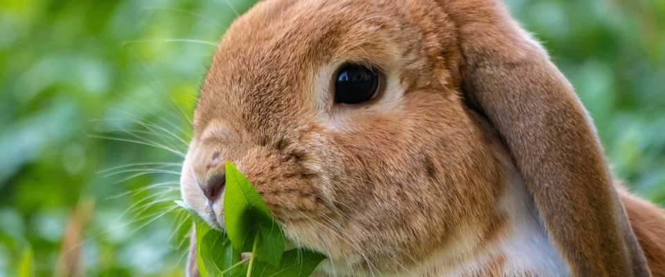 7 ciekawostek o królikach, o których nie miałeś pojęcia