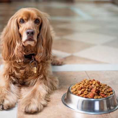 Czy pies może jeść tylko suchą karmę?