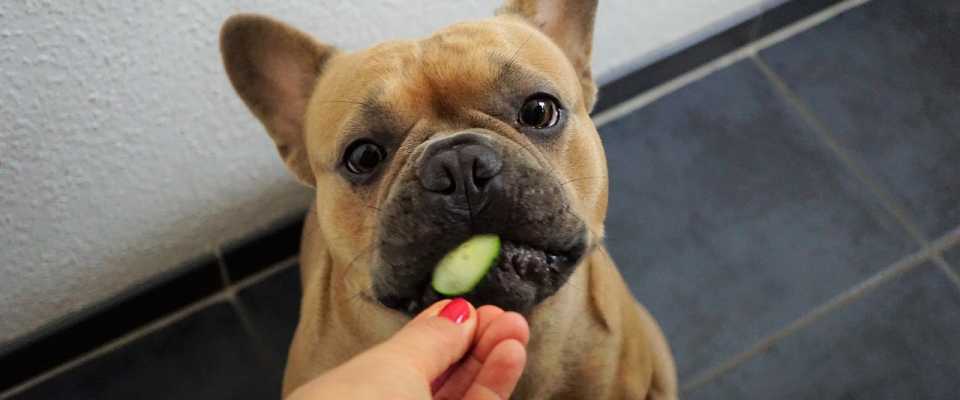 Czy pies może jeść ogórki? Jakie rodzaje?