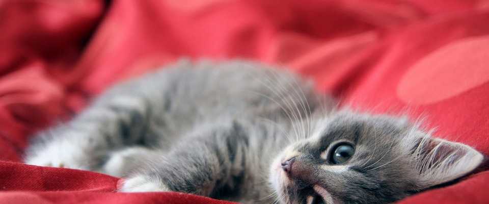 Czy koty wyczuwają choroby u ludzi? Sprawdź!