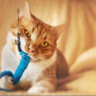 Zabawy z kotem w domu – jak zapewnić pupilowi rozrywkę?