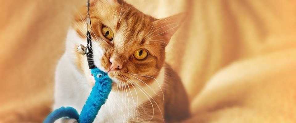 Zabawy z kotem w domu – jak zapewnić pupilowi rozrywkę?