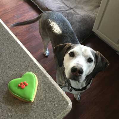 Słodycze i przekąski dla psa - którymi możesz się podzielić?