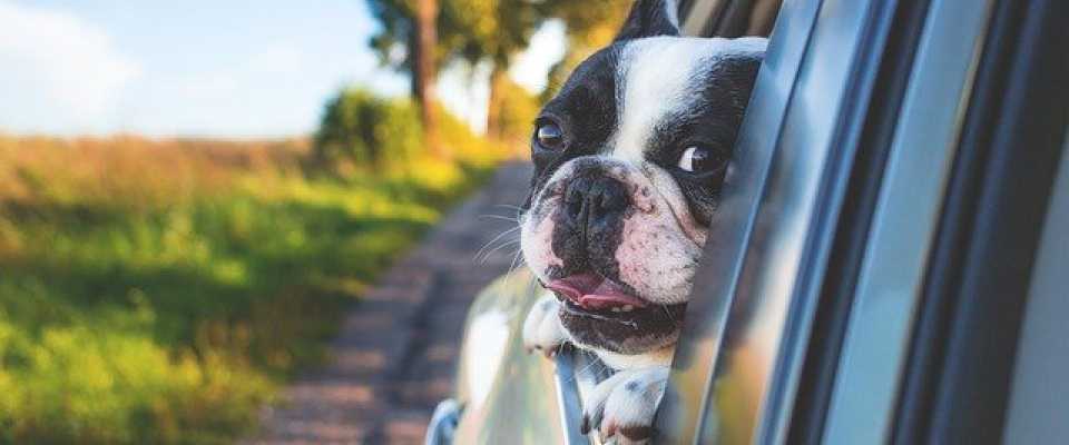 Choroba lokomocyjna u psa – najlepsze sposoby jak temu poradzić