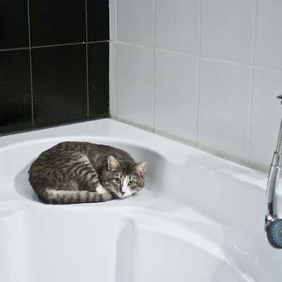 Jak wykąpać kota? Poradnik pierwszej kąpieli