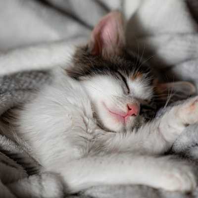 Dlaczego kot ze mną śpi? Sprawdź co robią koty w łóżku!