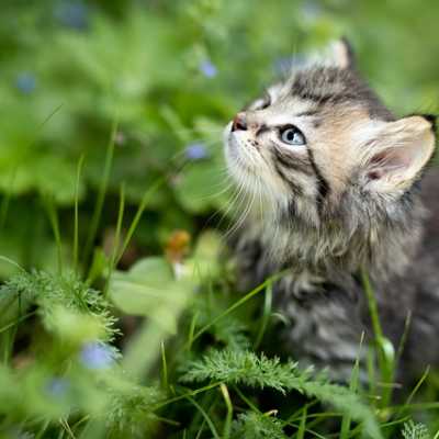 Trawa dla kota - po co trawa naszemu milusińskiemu?