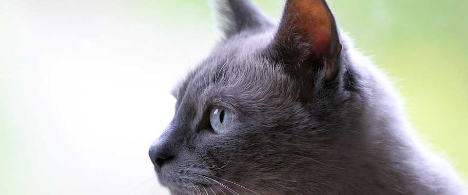 Sterylizacja kota - co warto wiedzieć przed zabiegiem?