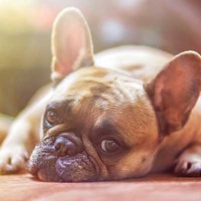 Kleszcz u psa - jak chronić i jak rozpoznać objawy ukąszenia pupila