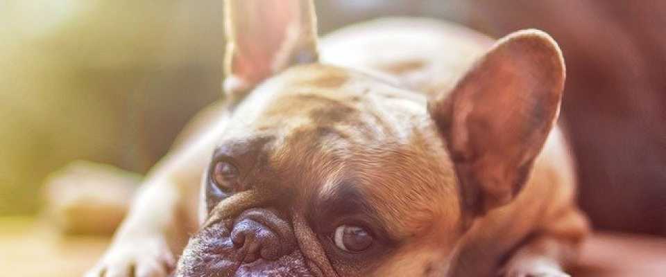 Kleszcz u psa - jak chronić i jak rozpoznać objawy ukąszenia pupila