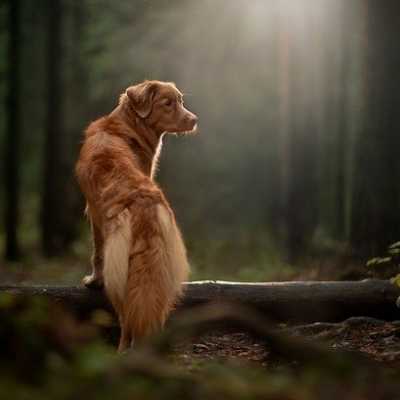 Pies w lesie – co może grozić Twojemu pupilowi