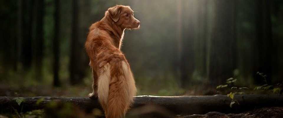 Pies w lesie – co może grozić Twojemu pupilowi między drzewami?